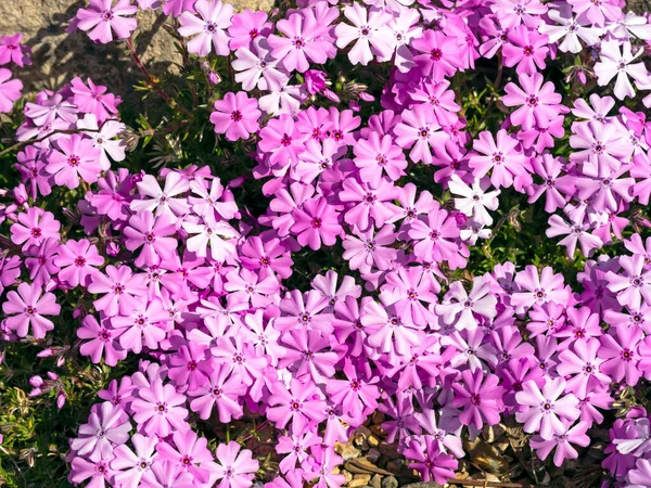 Pink creeping phlox flowerng in a rock garden — Stok Foto