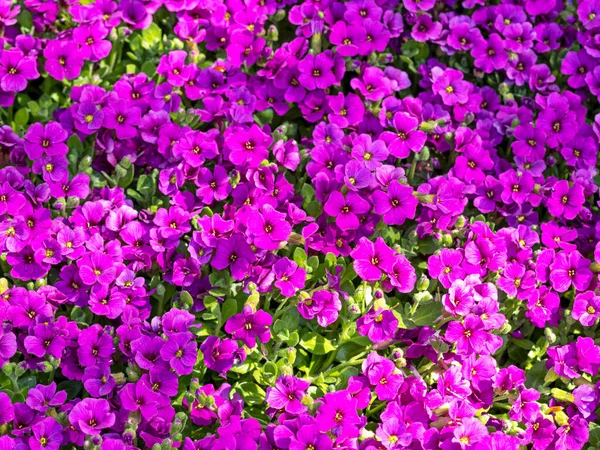 Ganska lila blommor av Aubrieta Kitte Lila — Stockfoto
