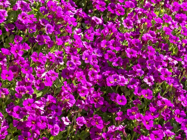 Aubrieta Kitte Purple 의예쁜 자주색 꽃 — 스톡 사진