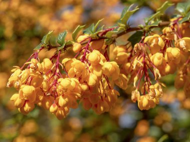 Berberiler üzerinde parlak turuncu çiçekler