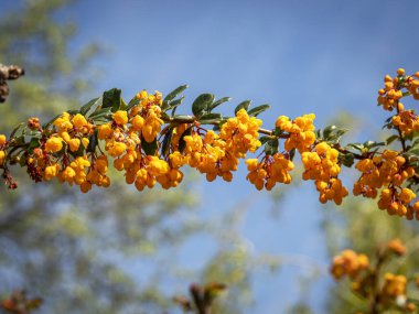 Berberilerin çalılıklarında parlak turuncu çiçekler