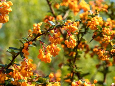 Berberis çalılığında portakal çiçeğinin yakın çekimi.