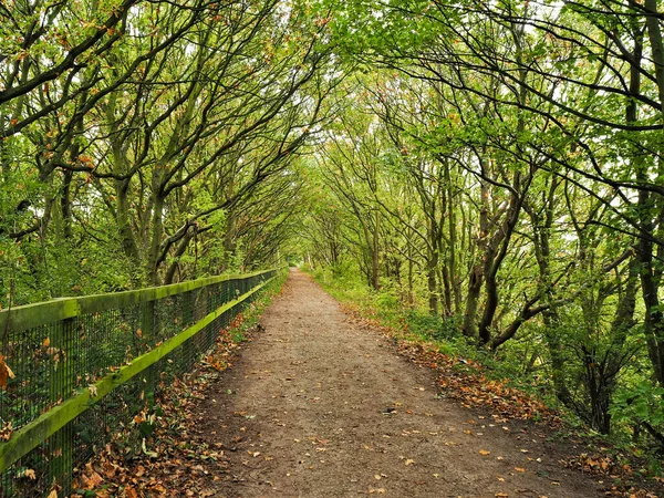 イギリス西ヨークシャーの木が並ぶ線道 — ストック写真