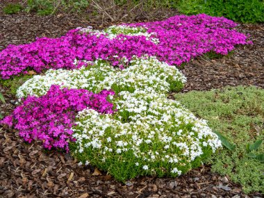 Bahar bahçesinde sürünen renkli fenomen.