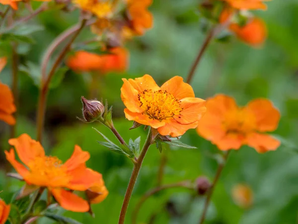 Bahçedeki turuncu mücevher çiçeklerine yakın çekim — Stok fotoğraf