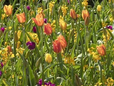 Bahçede karışık laleler ve duvar çiçekleri