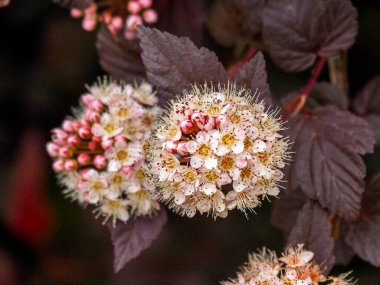 Ninebar 'ın çiçekleri ve tomurcukları, Physocarpus opulifolius Lady in Red