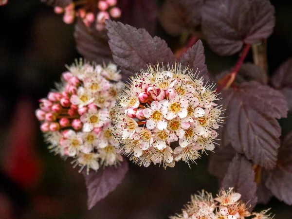 Flor y brotes de Ninebar, Physocarpus opulifolius Dama de Rojo — Foto de Stock