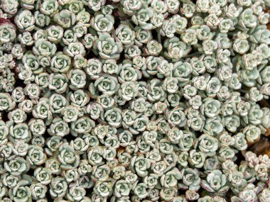 Sedum spathulifolium Cape Blanco 'nun büyüyen uçları