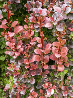 Japon böğürtlen çalısında güzel bronz yapraklar