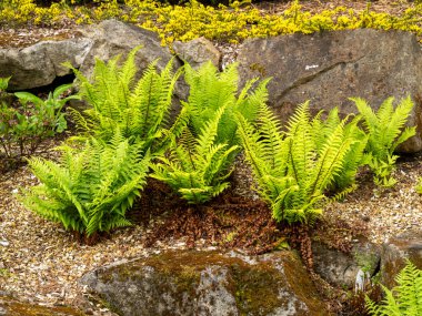 Genç eğreltiotları bir kaya bahçesinde büyüyor.