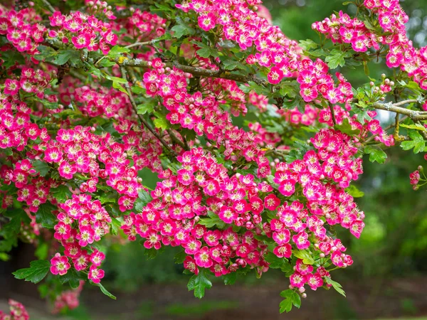 Flor rosa sobre un espino ornamental — Foto de Stock