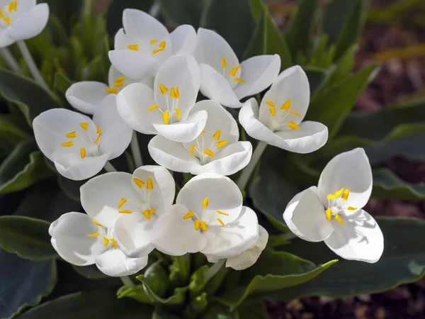 Flori albe pure pe weldenia albă strălucitoare, Weldenia candida — Fotografie, imagine de stoc