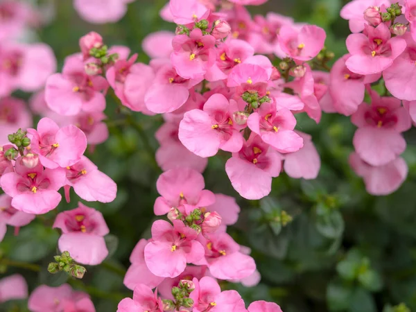 Ganska rosa blommor av twinspur Diascia Lilac Belle — Stockfoto