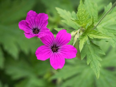 Pretty cranesbill geranium flowers in a garden