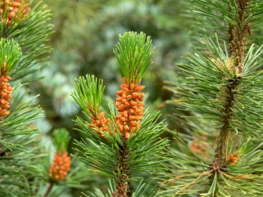 Flowers and new needles on a pine tree branch