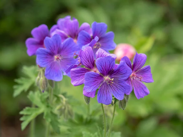 Beautiful cranesbill geranium flowers, Geranium x magnificum —  Fotos de Stock