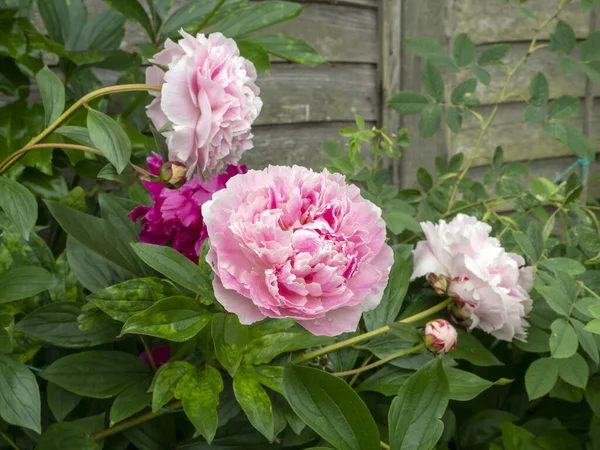 Розовые пионы цветут у забора в саду — стоковое фото