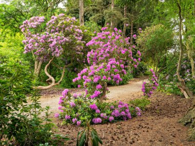 Mor Rododendron çalısı bir ormanda çiçek açıyor.