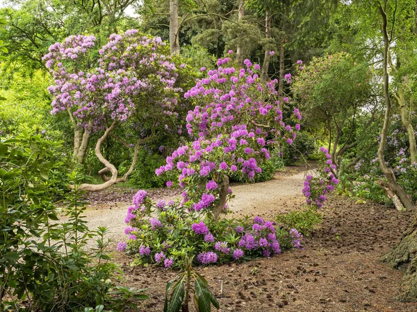 Purple Rhododendron bush flowering in a wood — Stock Photo, Image