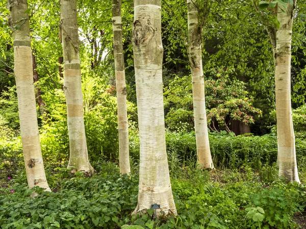 White Himalayan birch tree trunks in sunlight — Stock Photo, Image