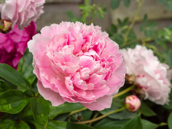 Gros plan d'une belle fleur rose pivoine — Photo