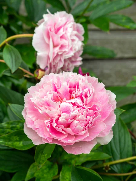 Gros plan de deux belles fleurs de pivoine rose — Photo