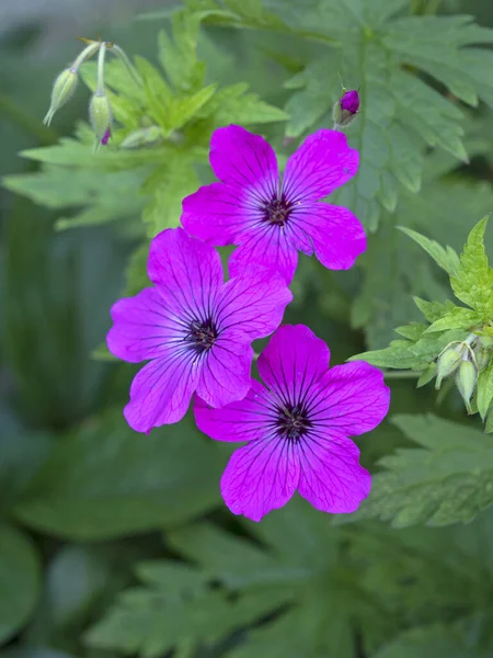 Tre vackra magenta trana geranium blommor i en trädgård — Stockfoto