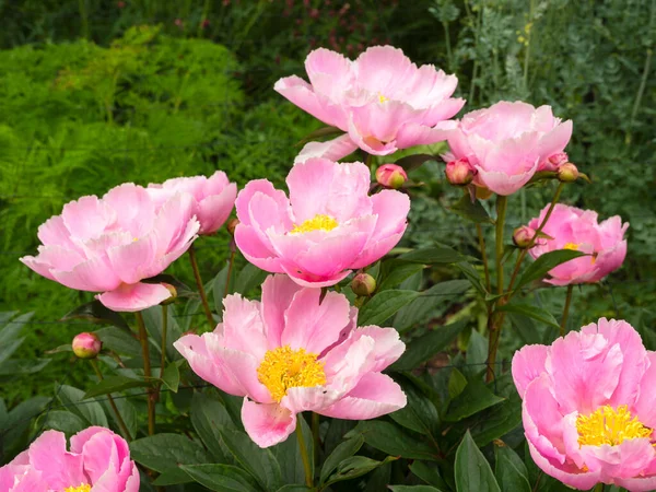 Jolies pivoines roses fleurissant dans un jardin — Photo