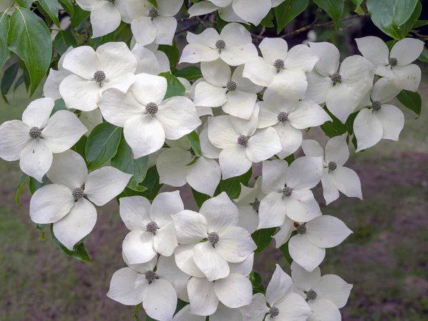 Flor de madeira branca dogwood, variedade Cornus kousa Madame Butterfly — Fotografia de Stock