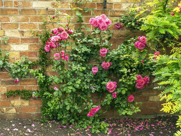 Rosa klätterrosor i en muromgärdad trädgård — Stockfoto