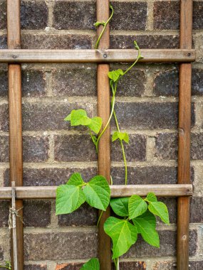 Kuru fasulye, ahşap bir kafese tırmanıyor.