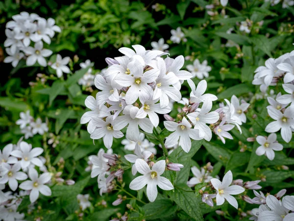 Destul de lăptos flori de floarea-soarelui, Campanula lactiflora Alba — Fotografie, imagine de stoc