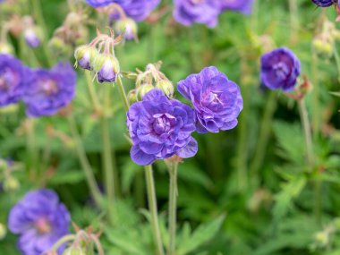 Bahçedeki çift gagalı sardunya çiçekleri