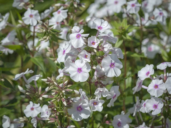 Små vita blommor av Phlox maculata Reine de Jour — Stockfoto