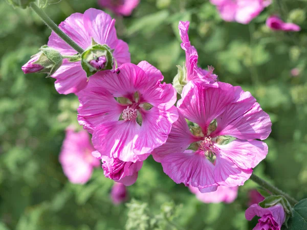 Hermosas flores de malva de árbol rosa, Malva thuringiaca —  Fotos de Stock