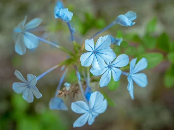 Bonita capa azul flores leadwort, Plumbago auriculata — Fotografia de Stock