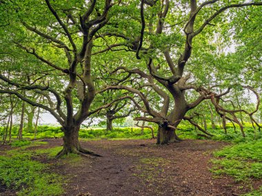 Skipwith Common, North Yorkshire, İngiltere 'de bükülmüş meşe ağaçları