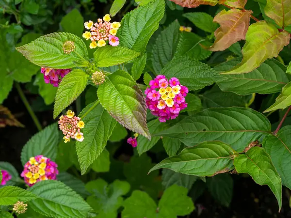 Jolies fleurs et feuilles de plantes communes de Lantana — Photo