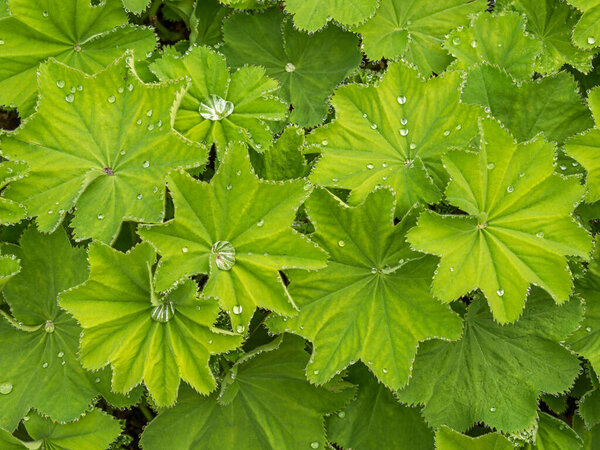 Зеленые листья мантии Лэдис с капельками воды