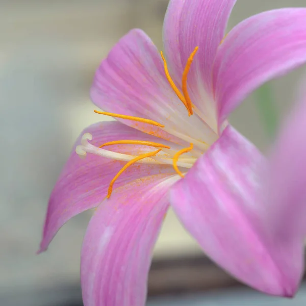 Bonita flor de lirio rosado, Habranthus robustus — Foto de Stock