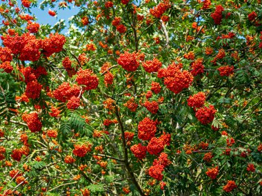 Kükremiş bir ağaçta bolca kırmızı çilek
