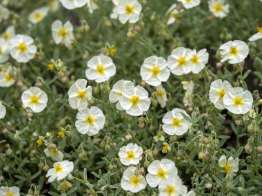 Helianthemum kaya gül çiçekleri, çeşitlilik Gelin