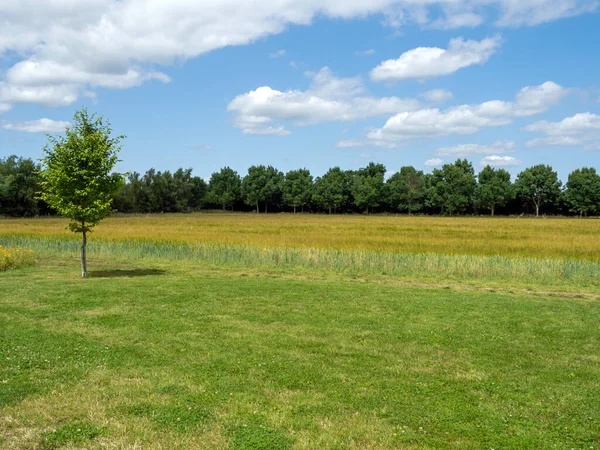 Blick über ein Feld auf eine Reihe grüner Bäume und einen Sommerhimmel — Stockfoto