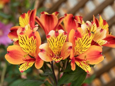 Bahçede açan parlak turuncu ve sarı Peru zambakları