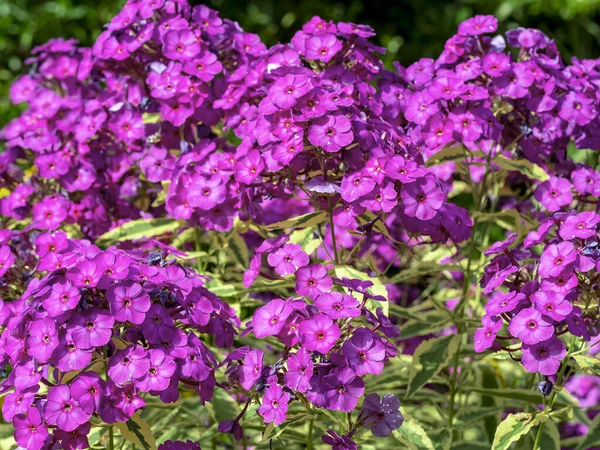 Closeup de flores de Phlox paniculata Harlequin — Fotografia de Stock