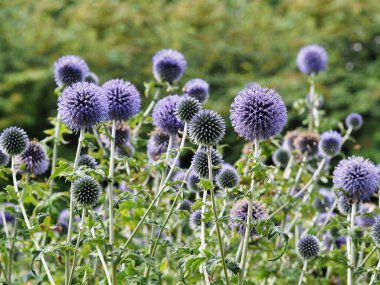 Mor Güneyli devedikeni çiçekleri bir bahçede