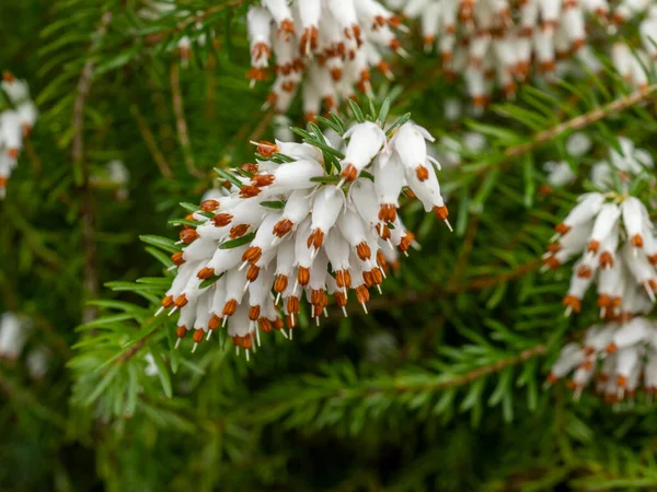 Nahaufnahme der Blüten der weißen Heide, Erica x Veitchii Exeter — Stockfoto