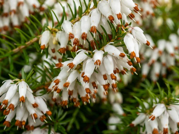 Primer plano de las flores de brezo blanco, Erica x Veitchii Exeter — Foto de Stock