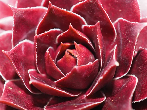 Крупный план суккулентного растения Sempervivum, Красная красавица — стоковое фото